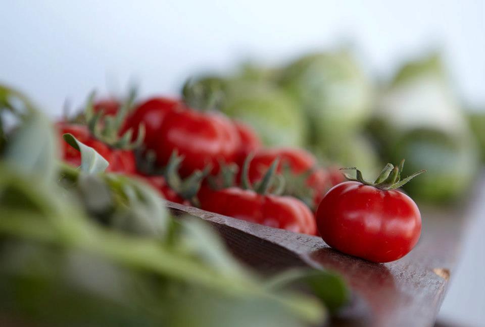 santo tomatoes