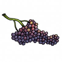 seedles grape, currants