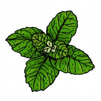 herb, aroma, tea