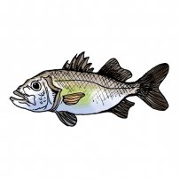 lavraki, fish, grilled, baked, steamed, silver fish