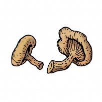 mushroom variety, forest, medicinal properties