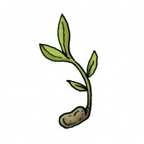 East Asian cuisine, seed, raw, cooked, salad
