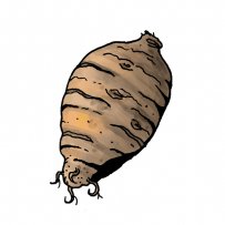 root, yam