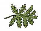 αρωματικό φυτό, γλυκά κουταλιού, πράσινα φύλλα