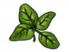 πράσινα φύλλα, μυρωδικό, φρέκος, ξερός