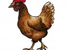 chicken