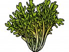 vegetables, greens, salads