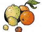 φρούτα, πορτοκάλι, μανταρίνι, λεμόνι