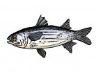 seafood, fish, fried, griled, boiled