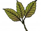 μυρωδικό, φακές, πράσινα φύλλα