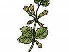 αρωματικό βότανο