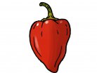 red chilli pepper