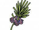 αρωματικό βότανο, αρισμάρι