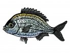 fish, sea food, grilled, fried, baked, onions, garlic, tomato