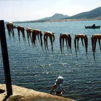 320 x 320: FOOD - DRYING OCTOPUS