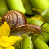 320 x 320: FOOD - SNAIL