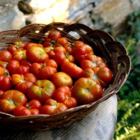 320 x 320: FOOD - TOMATOES