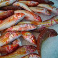  Fried Red Mullet over Fresh Pumpkin Salad