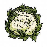 cauliflower