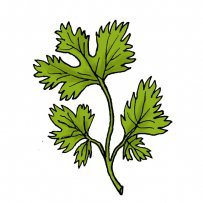 cilantro, coriander