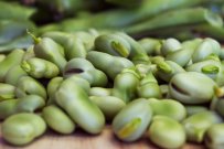 Spring's Sweet and Fresh Fava Bean