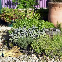 How to Prepare Herbs and Wild Plants