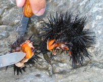 urchin, delicacy, greek sea, diving
