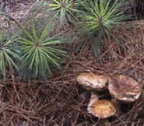 The Forest's Mushroom Delicacy