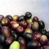 320 x 320: FOOD - OLIVES