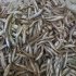 Fried Smelt 