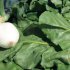 Sautéed Greens - Tsigarelli