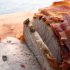 Crisp Pancetta Baked Pork Fillet