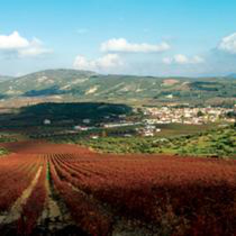 210 x 210: DRINK - GREECE - PELOPONNESE - NEMEA - VINEYARD 