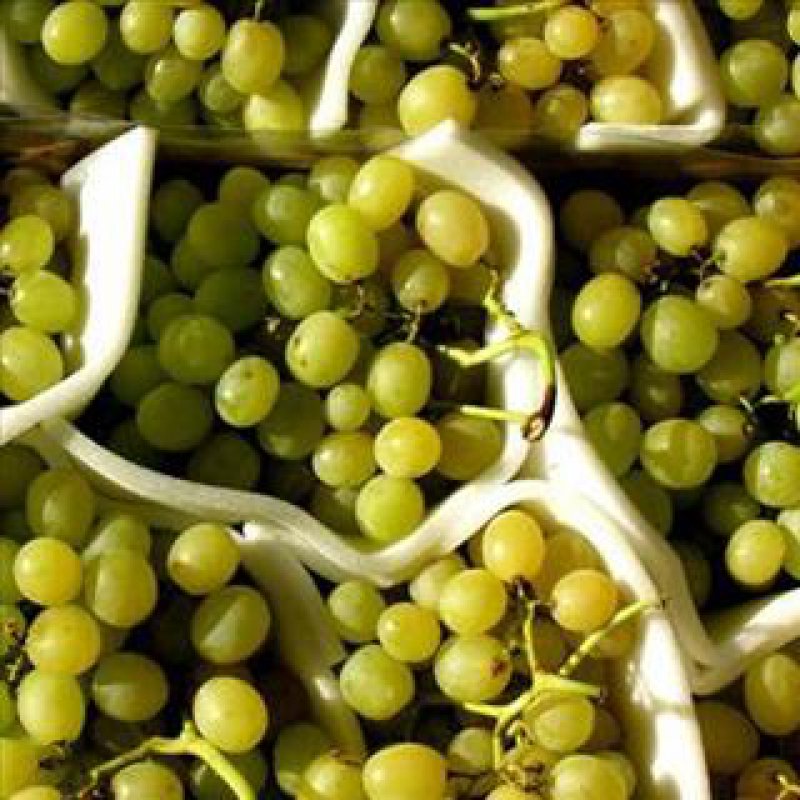 320 x 320: FOOD - DRINK - WINE - GRAPES