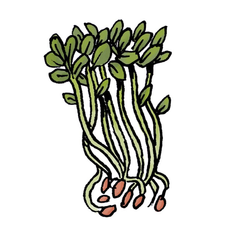 sprout, salad, healthy, seed,pea