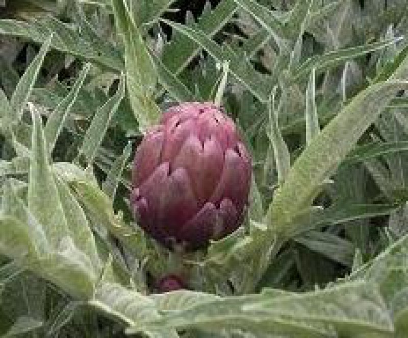 Artichokes : The native of the Mediterranean Sea