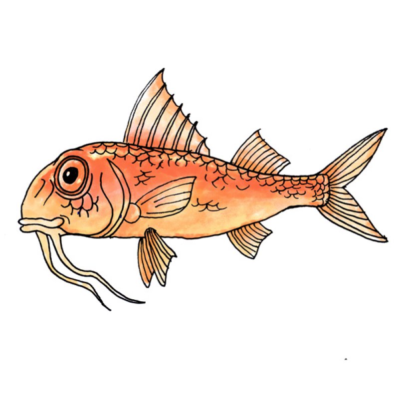 red mullet