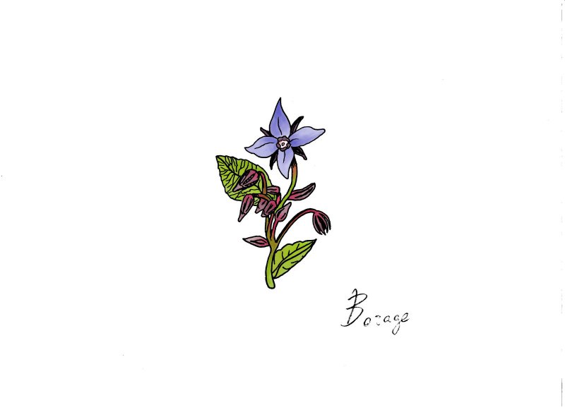 borage