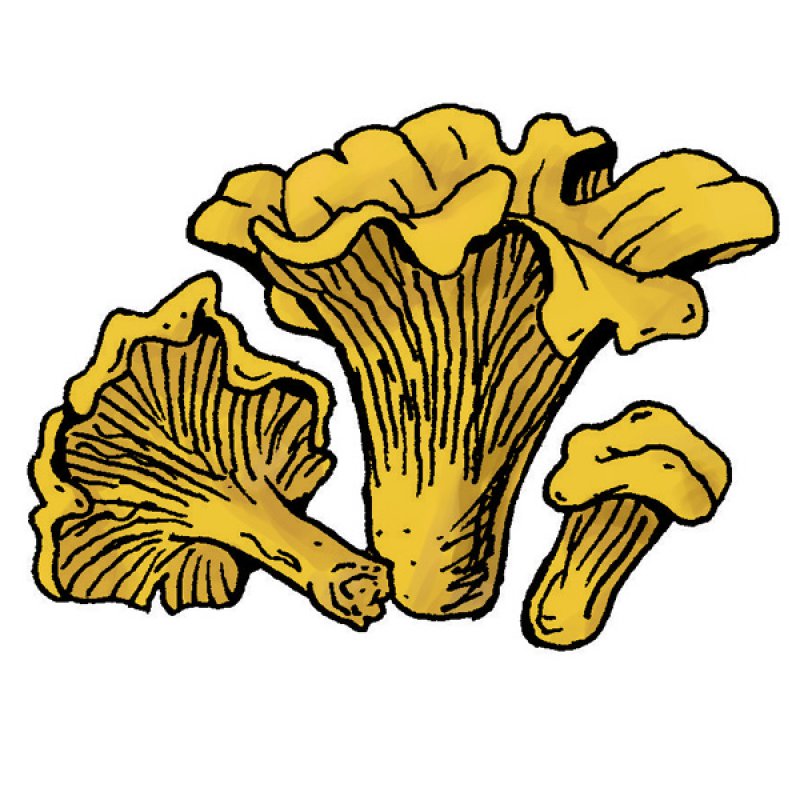 french mushroom, fruity aromas