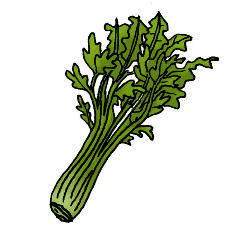 green leaves, herb, aromas