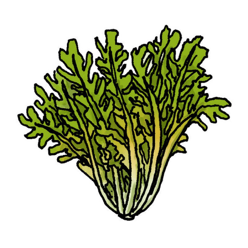 vegetables, greens, salads