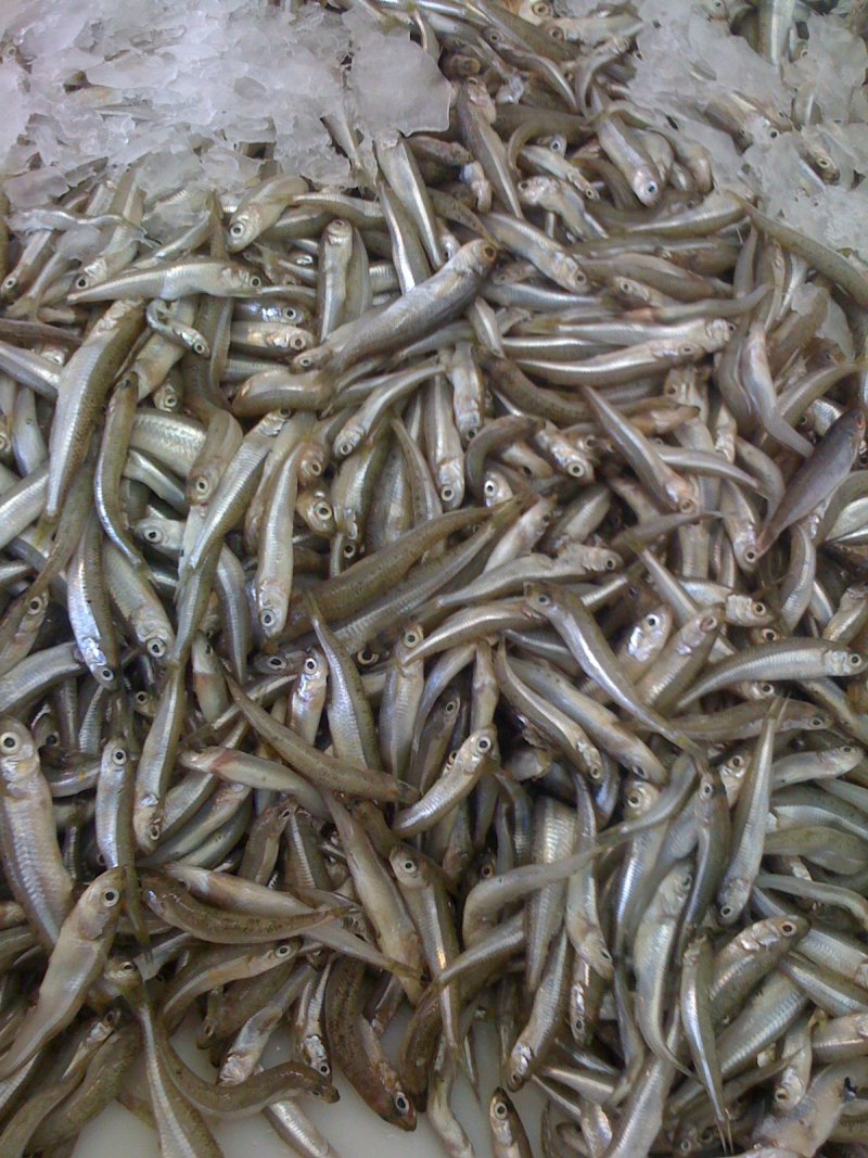 Fried Smelt 