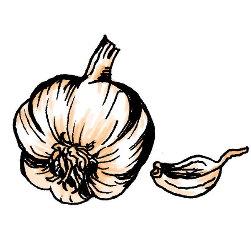 herb, aroma, flavour, spice