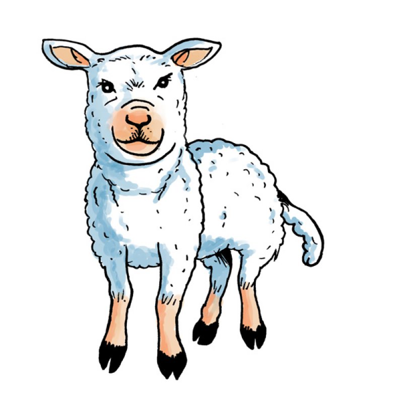 lamb