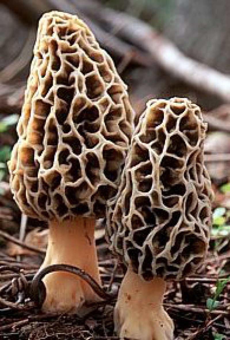 The King of the Mushroom