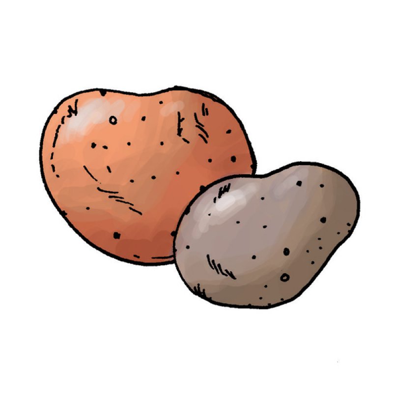 potato, boiled, roasted
