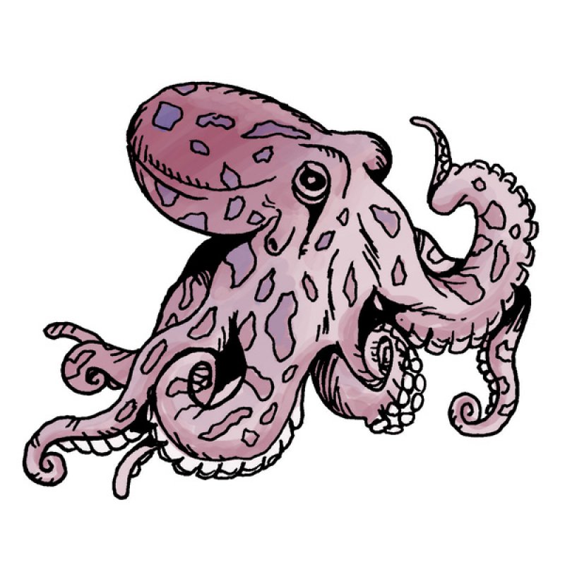 octopus