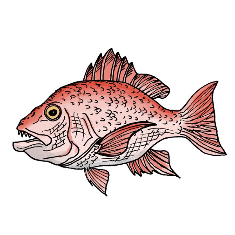 red snapper