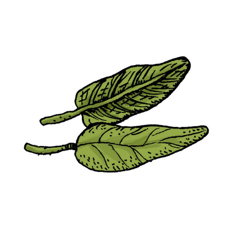 aroma, herbs, scent, green silver leaves