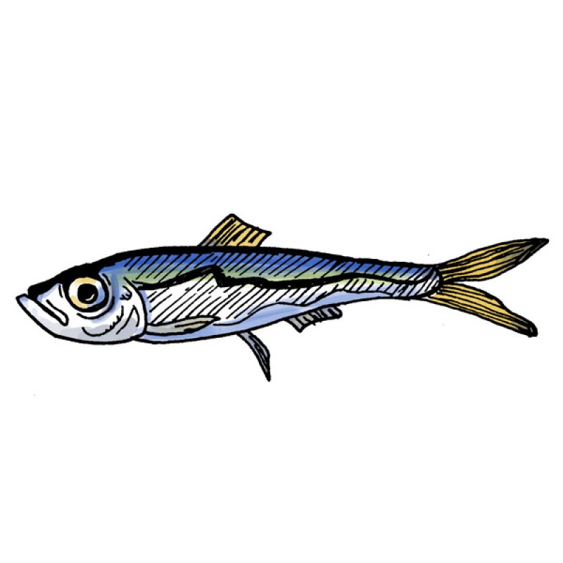 sardine